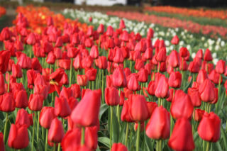 Tulipany na polach w Chrzypsku Wielkim