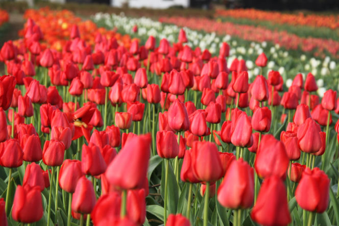 Tulipany na polach w Chrzypsku Wielkim