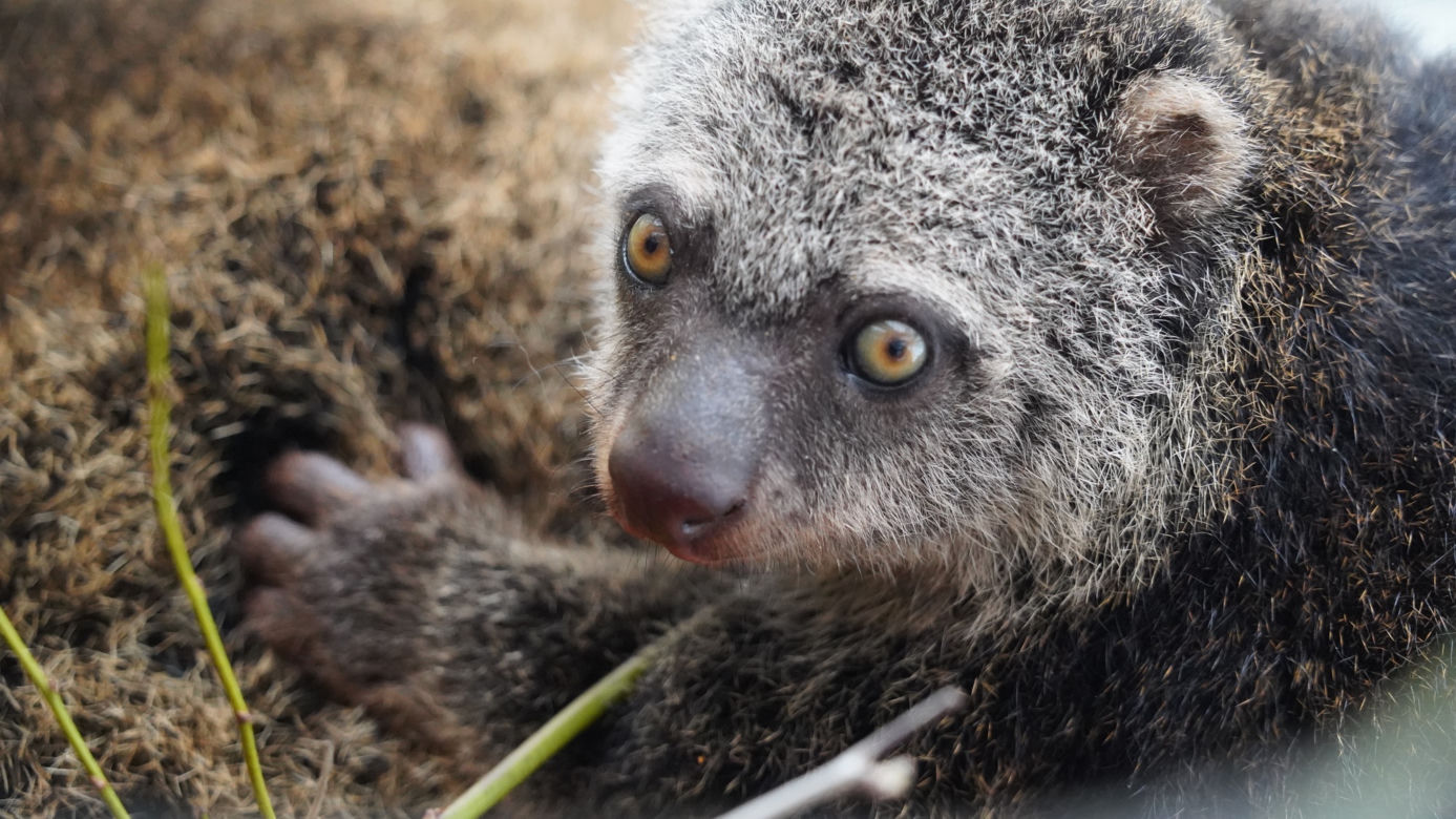 We wrocławskim zoo urodził się kuskus niedźwiedzi