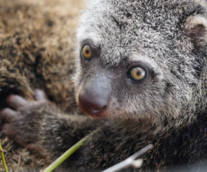 We wrocławskim zoo urodził się kuskus niedźwiedzi