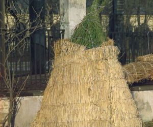 Okrywanie roślin na zimę: maty słomiane
