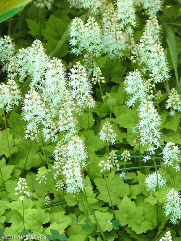 Białe kwiaty ogrodowe: tiarella