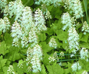 Białe kwiaty ogrodowe: tiarella