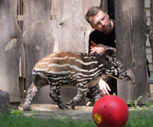 Historyczne narodziny w płockim zoo. To pierwszy urodzony w Polsce tapir malajski!