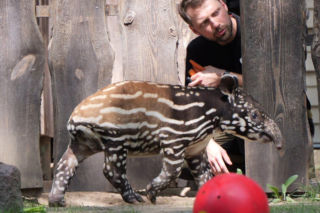 Historyczne narodziny w płockim zoo. To pierwszy urodzony w Polsce tapir malajski!
