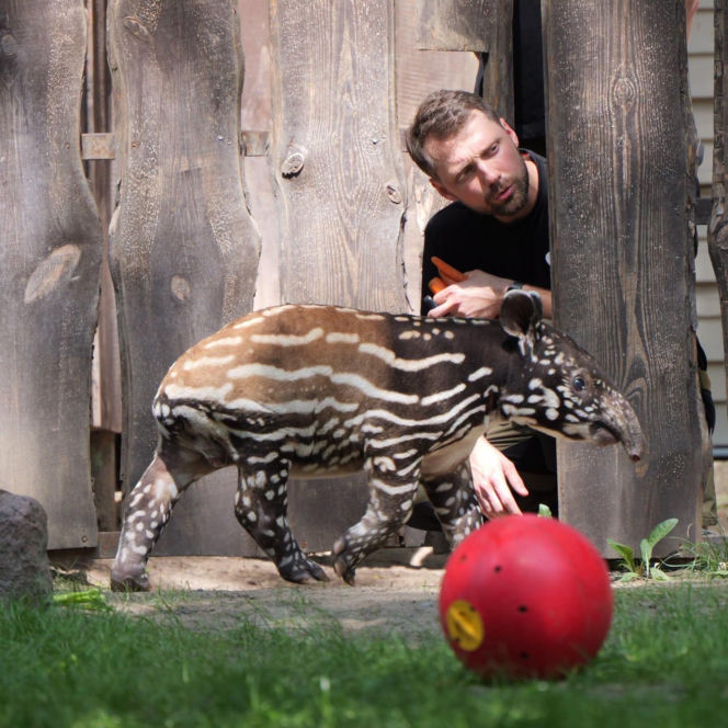 Historyczne narodziny w płockim zoo. To pierwszy urodzony w Polsce tapir malajski!