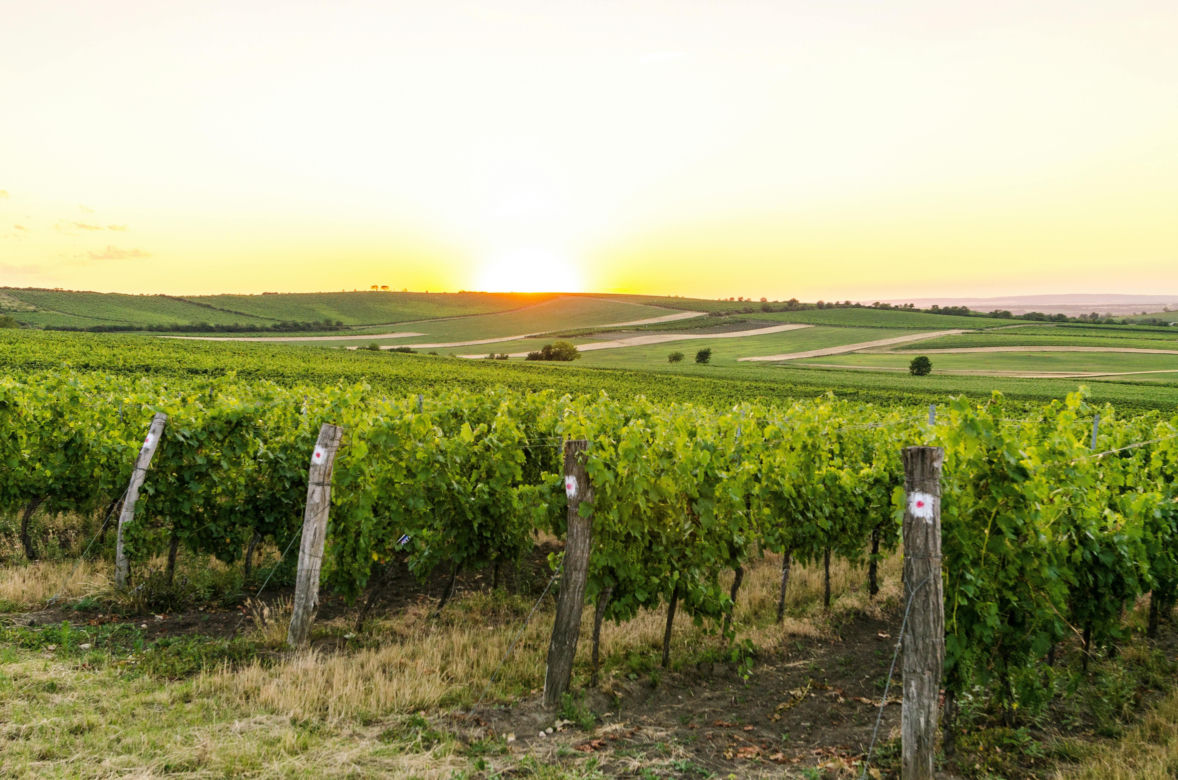 Winnica Roztocza