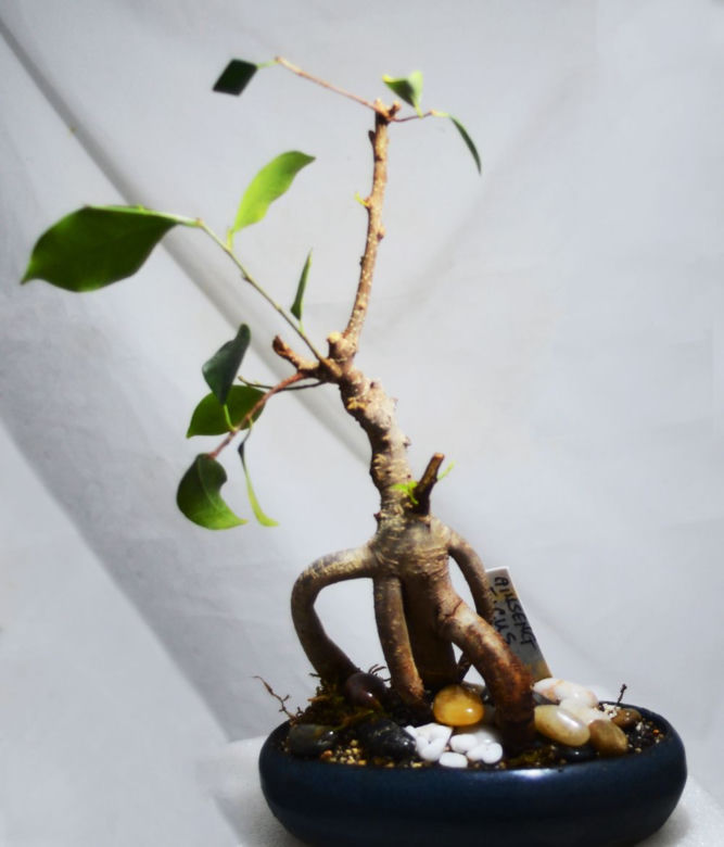 Bonsai Ficus Ginseng
