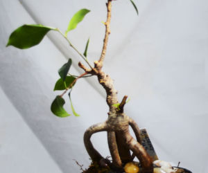 Ficus microcarpa 'Ginseng'