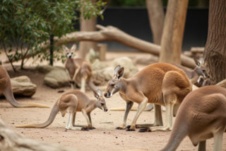 Kangurzyca Stefcia w warszawskim zoo. Jaką tajemnicę skrywa jej życie?
