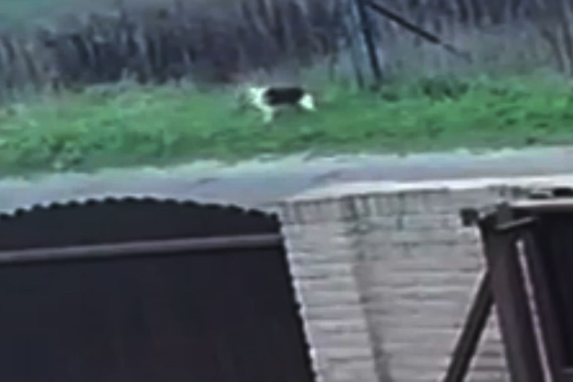 Porzucili psiaka na oczach córeczki. Szokujące sceny w Inowrocławiu
