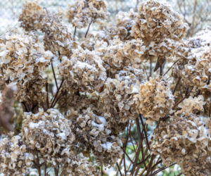 Rób to z hortensjami w styczniu i lutym, bo inaczej krzewy nie dotrwają do wiosny 2026. Wiele osób o tym zapomina, a potme zamiast kwiatów są puste badyle