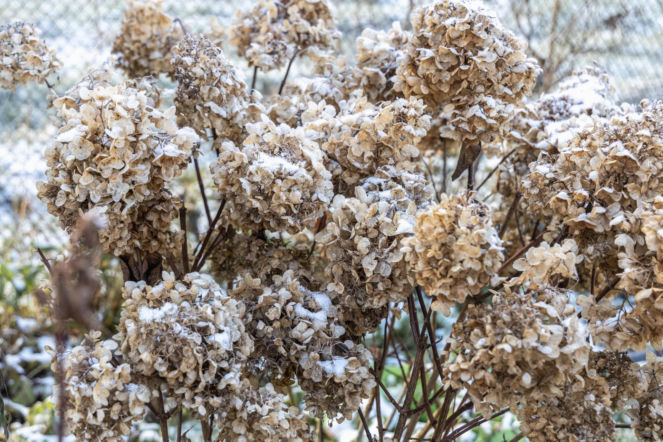 Rób to z hortensjami w styczniu i lutym, bo inaczej krzewy nie dotrwają do wiosny 2026. Wiele osób o tym zapomina, a potme zamiast kwiatów są puste badyle