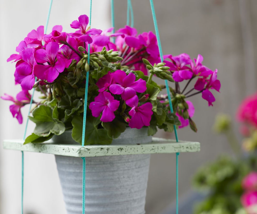 Pelargonie w kwadratach
