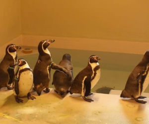Pingwiny na kwarantannie. Kolejne 6 nielotów pojawiło się w Śląskim Ogrodzie Zoologicznym [ZDJĘCIA]