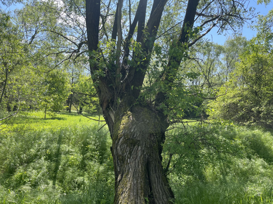 Kraków ma najdłuższy park w Polsce. Poznajcie Młynówkę Królewską! 