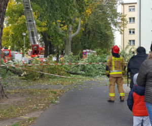 Strażacy (i piły) na pełnych obrotach