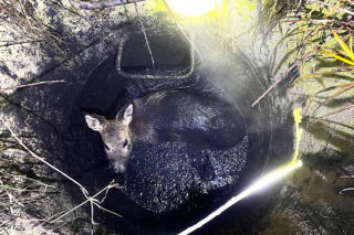 Myśleli, że to dzik, a w studzience czekała na nich prawdziwa niespodzianka. Mała sarenka uratowana
