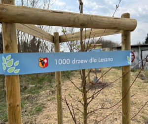 Więcej drzew w Lesznie