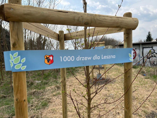 Więcej drzew w Lesznie