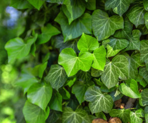 Ceny roślin pnących do ogrodu 2026 – ile kosztują popularne pnącza?