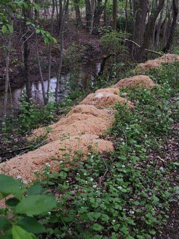 200 kilogramów ugotowanego spaghetti pośrodku lasu. Mieszkańcy okolic w szoku!