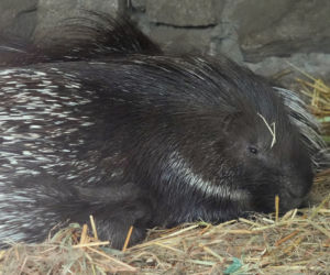 We wrocławskim zoo urodziły się jeżozwierze indyjskie