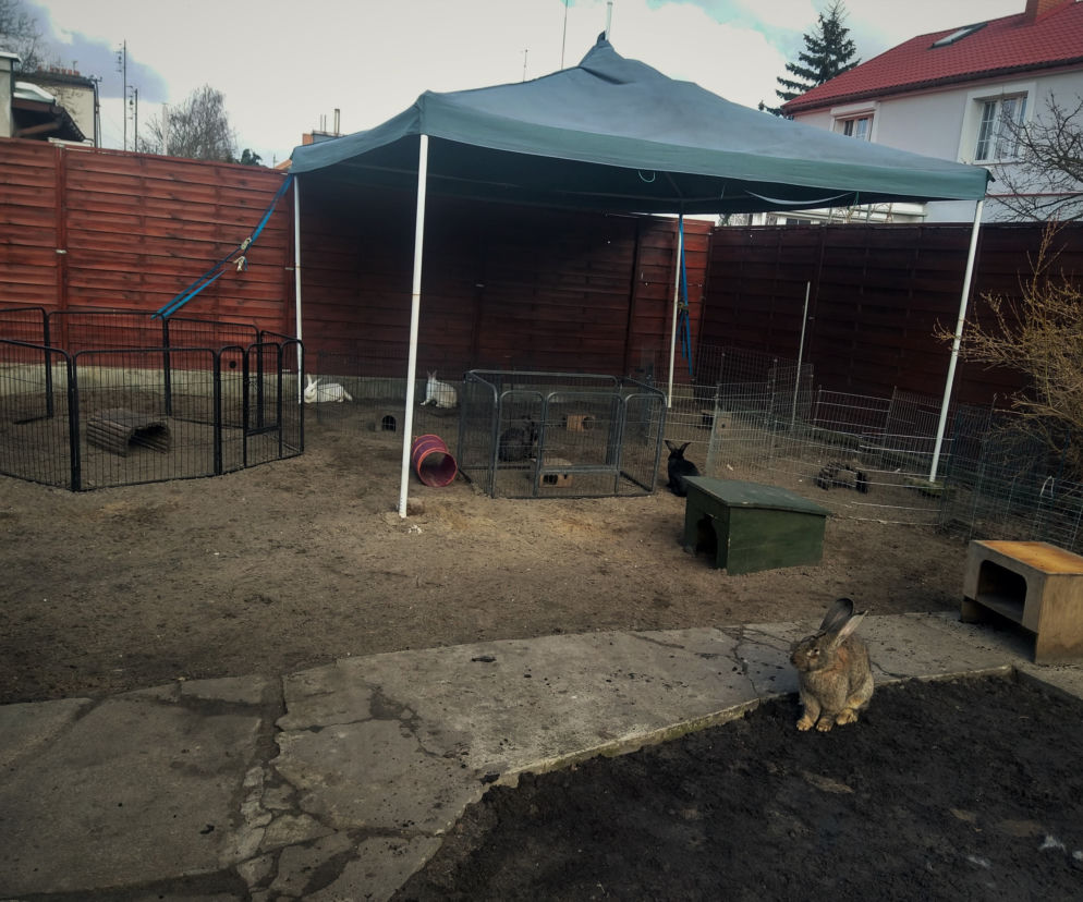 Pomagają uszatym nie tylko od święta. Azyl dla Królików w Toruniu także szuka wsparcia [AUDIO]