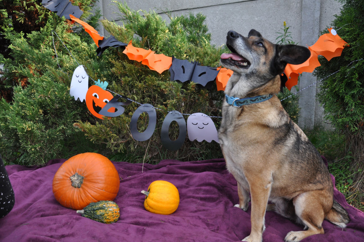 Zwierzaki w Halloweenowej sesji zdjęciowej