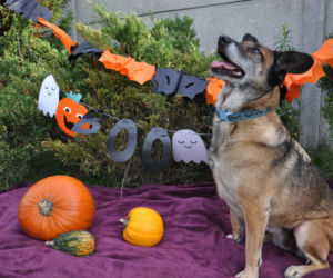 Zwierzaki w Halloweenowej sesji zdjęciowej