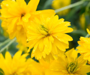 Rudbekia naga