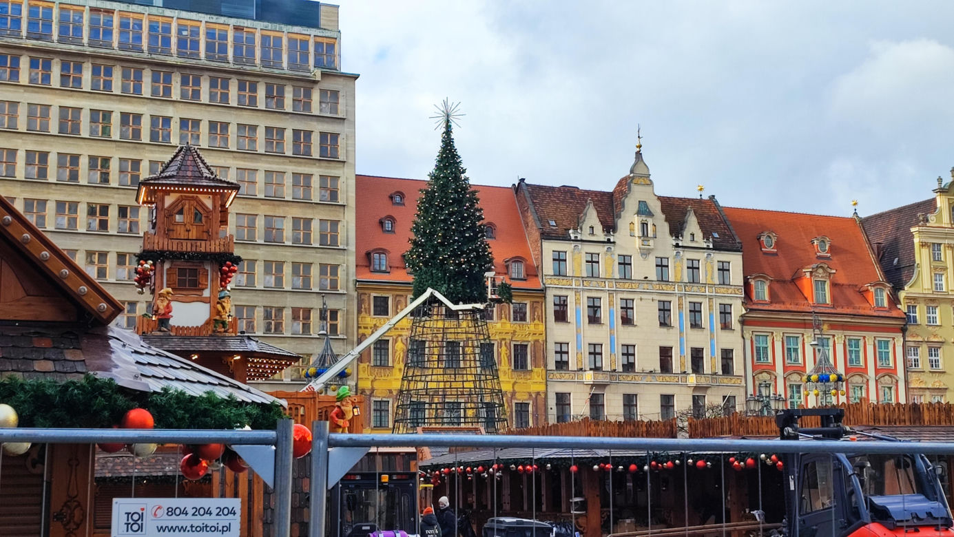 Na rynku we Wrocławiu stawiają 24-metrową choinkę. Będzie inna od poprzedniej 