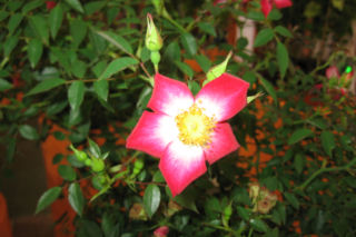 Róża 'Horcoexist' (STAR PROFUSION) - Rosa 'Horcoexist' (STAR PROFUSION)