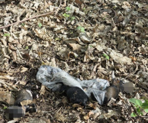 Martwe szczeniaki znalezione pod Warszawą