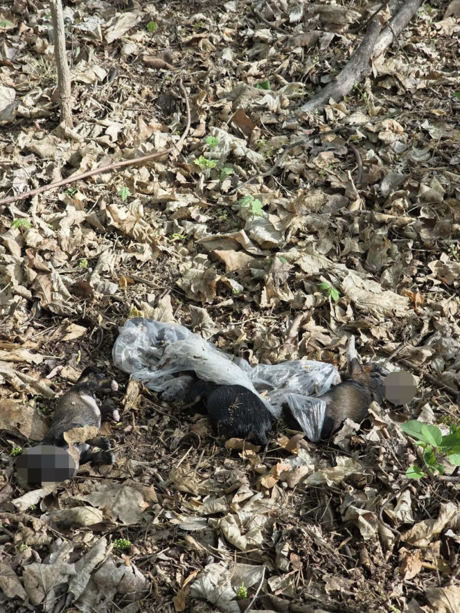Martwe szczeniaki znalezione pod Warszawą
