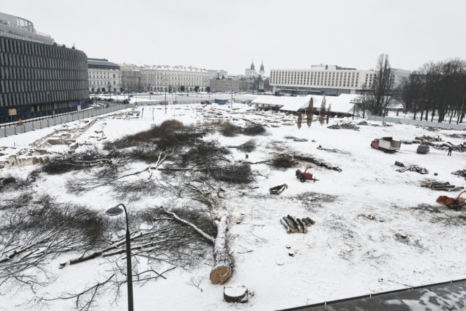 Rzeź drzew w parku w centrum Warszawy. Przygnębiający widok przed odbudową Pałacu Saskiego