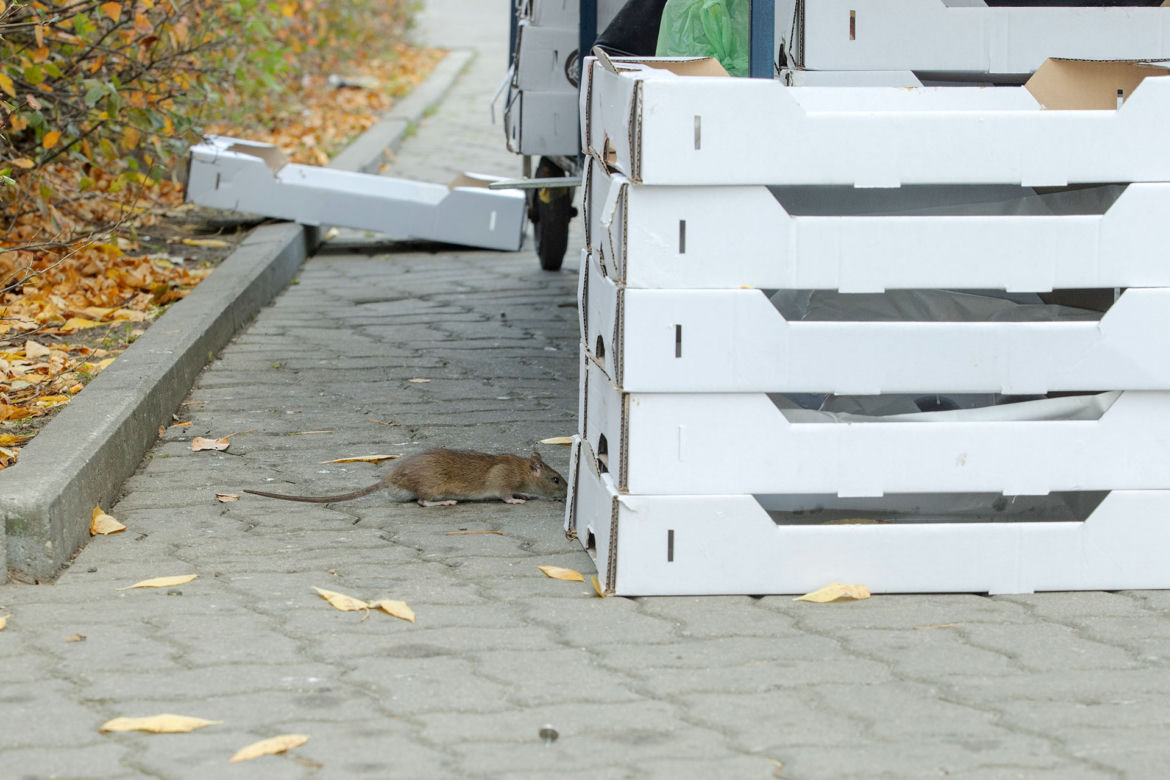 Inwazja szczurów na Wiatraku
