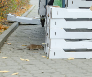 Inwazja szczurów na Wiatraku