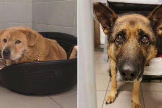 Psy z interwencji w Sobolewie trafiły do Wrocławia. Apel schroniska 