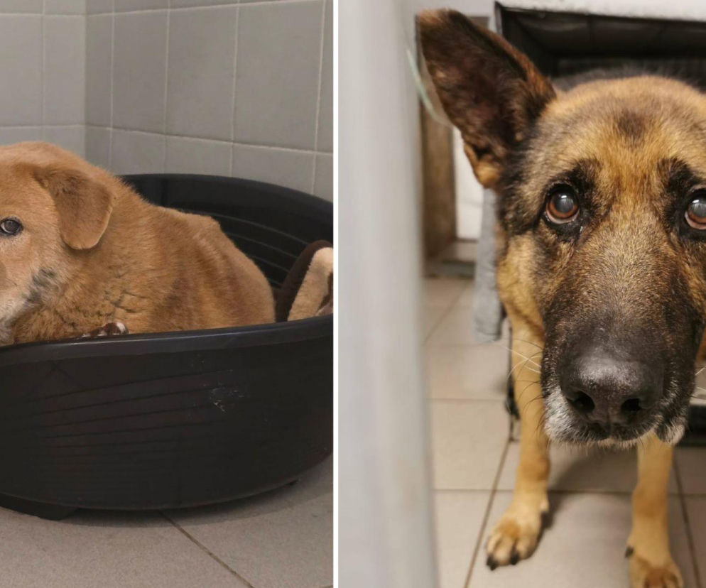 Psy z interwencji w Sobolewie trafiły do Wrocławia. Apel schroniska 