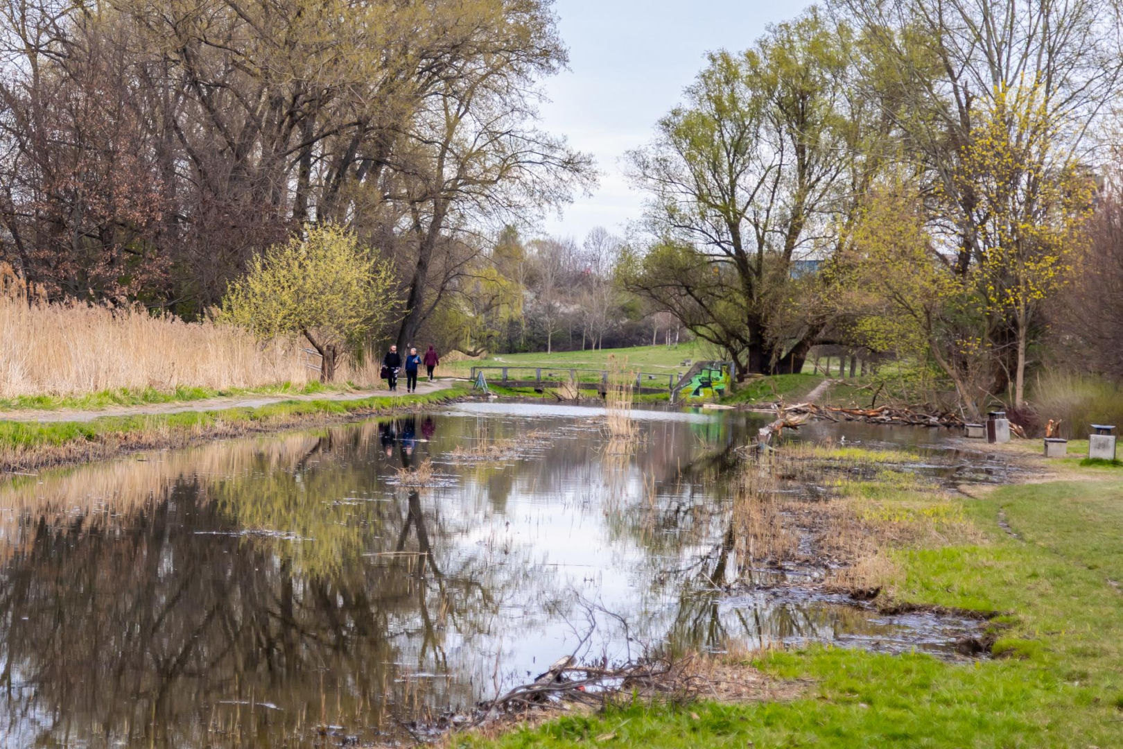Bobrowe tamy na Potoku Służewieckim w Warszawie