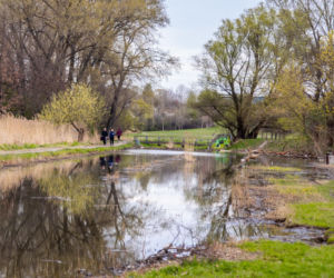 Bobrowe tamy na Potoku Służewieckim w Warszawie