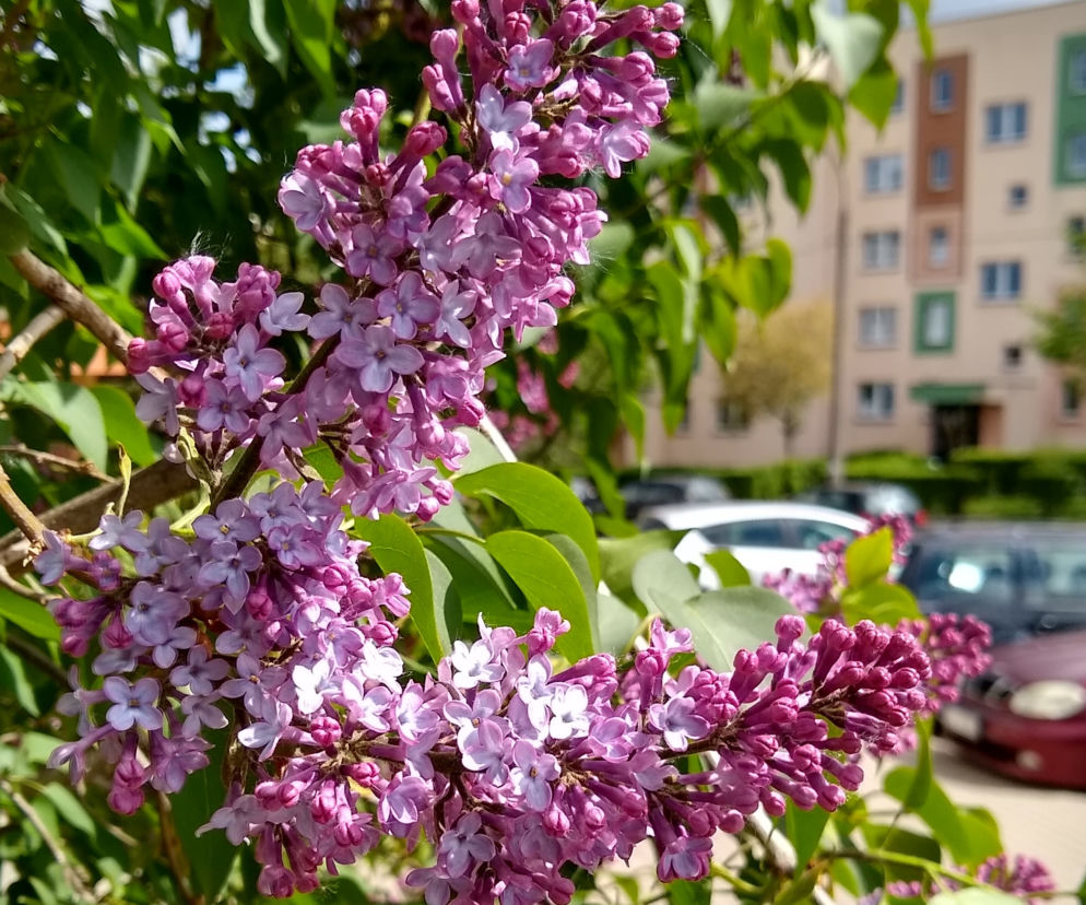Na osiedlach rozkwitają bzy [ZDJĘCIE DNIA]