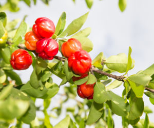 Acerola
