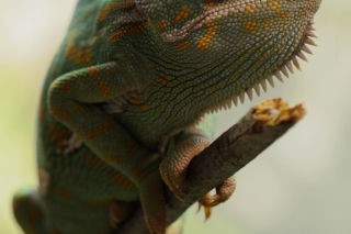 Egzotyczne zwierzęta w świętokrzyskich domach! Mieszkańcy powiatu kieleckiego stawiają na nieoczywistych pupili