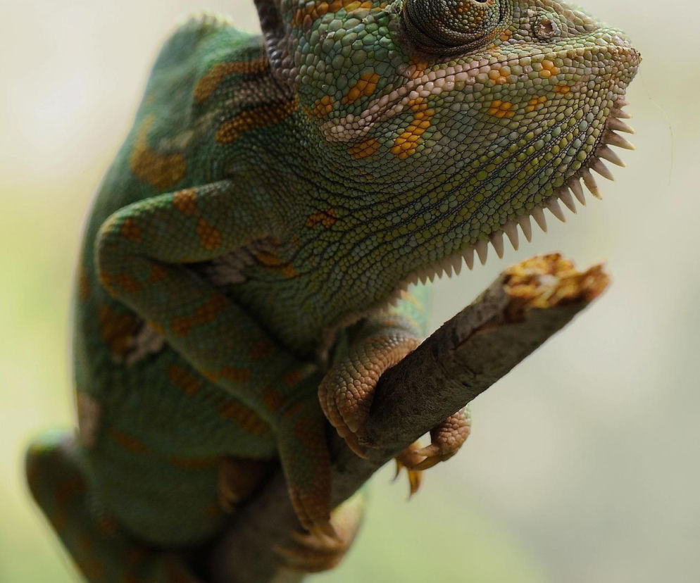 Egzotyczne zwierzęta w świętokrzyskich domach! Mieszkańcy powiatu kieleckiego stawiają na nieoczywistych pupili