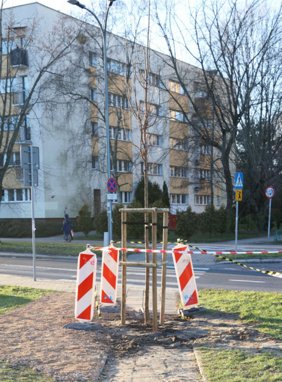 Posadzili drzewo na środku chodnika
