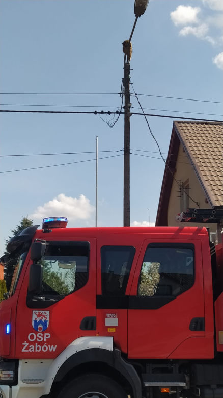 Szop pracz na latarni