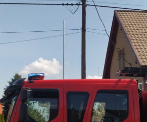 Szop pracz na latarni