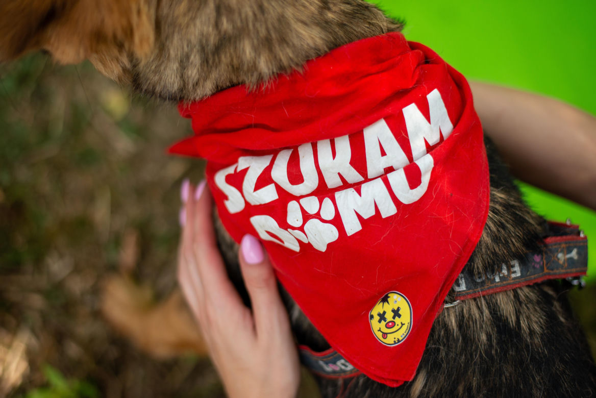 Psy z zamojskiego schroniska czekają na nowe domy